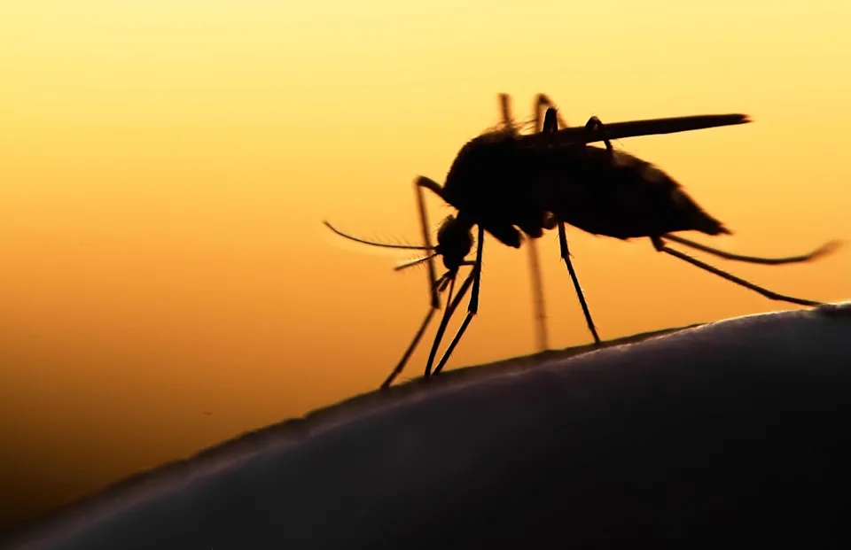 2 billion genetically modified mosquitos are about to be released in the US