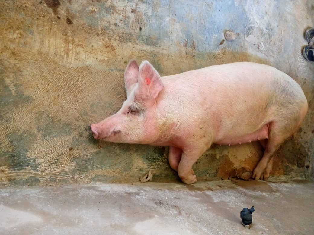 Photo of Prasacie farmy v obci Deba postihnuté africkou prasacou chrípkou;  Postihnutých bolo viac ako 500 ošípaných