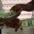 Analysis: Why the cedi is depreciating
