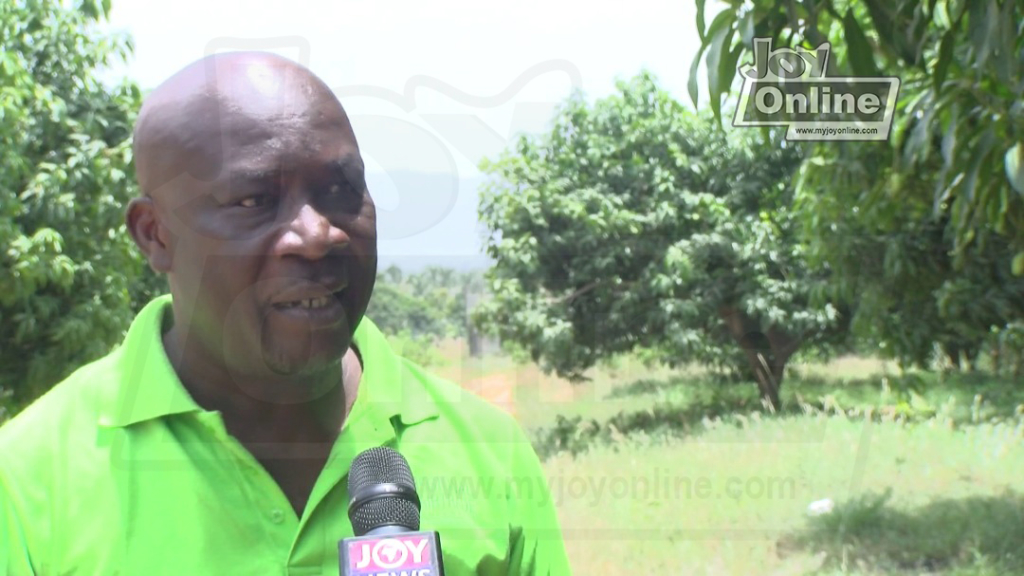 Dying Mangoes: How bacterial black spot disease is destroying farms at Yilo Krobo