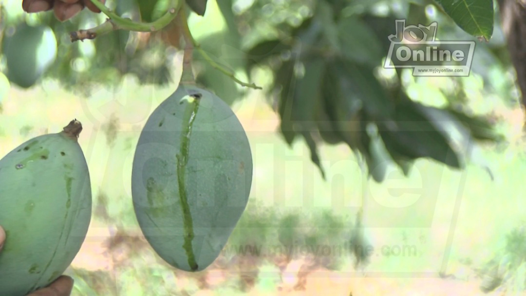 Dying Mangoes: How bacterial black spot disease is destroying farms at Yilo Krobo