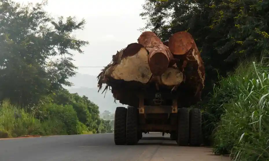 GYEM urges government to protect Ghana's forests from destruction -  MyJoyOnline.com