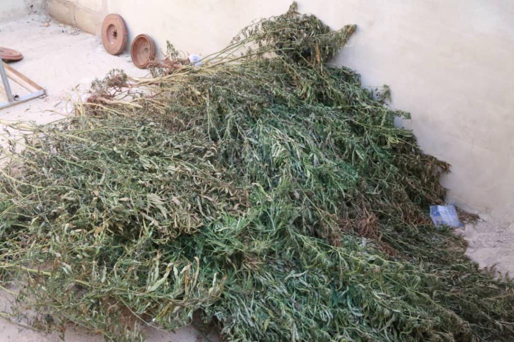 Police at Asesewa destroy 5 acres of marijuana farms