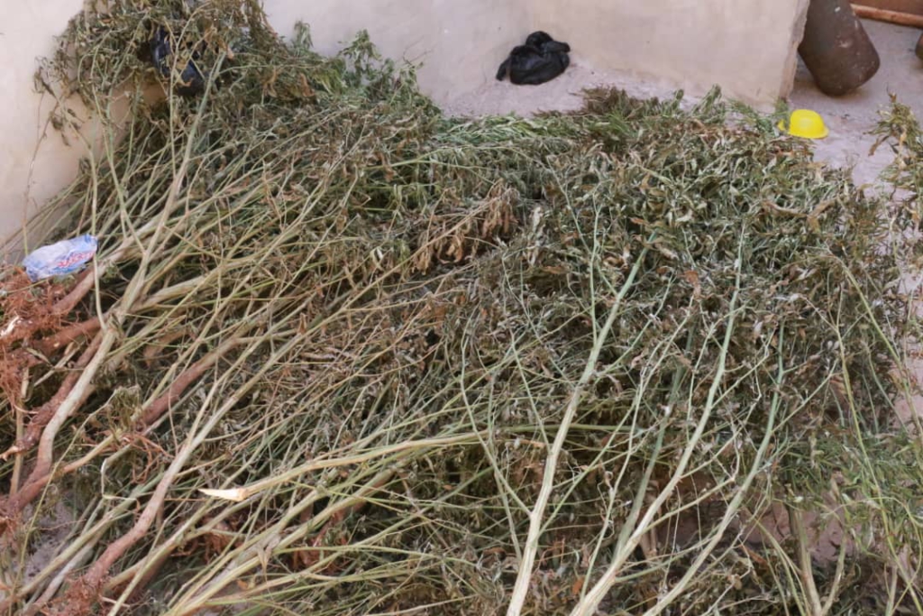 Police at Asesewa destroy 5 acres of marijuana farms