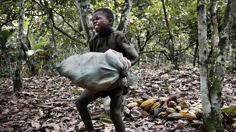 Cadbury faces fresh accusations of child labour on cocoa farms in Ghana Cadbury faces fresh accusations of child labour on cocoa farms in Ghana