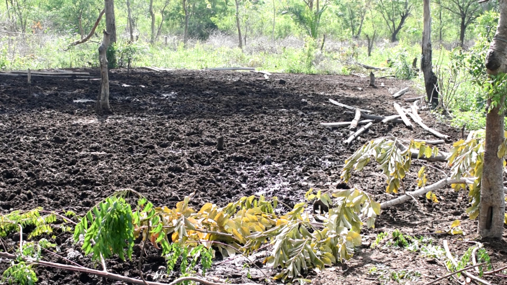 Have residents up in arms against cattle owners Have residents up in arms against cattle owners