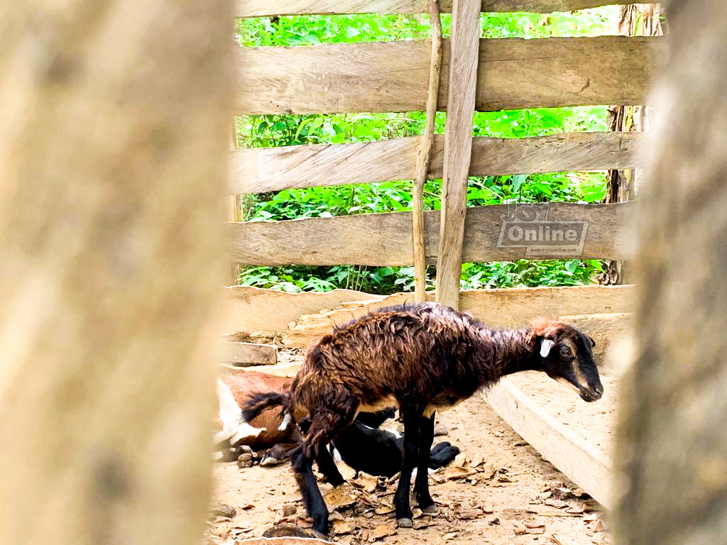 Kenneth Awotwe Darko: My village is GOAT-less so I went sheep-watching