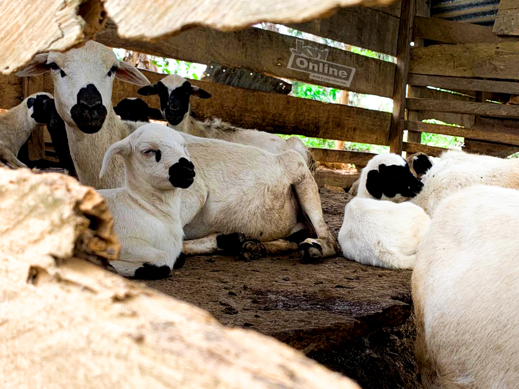 Kenneth Awotwe Darko: My village is GOAT-less so I went sheep-watching