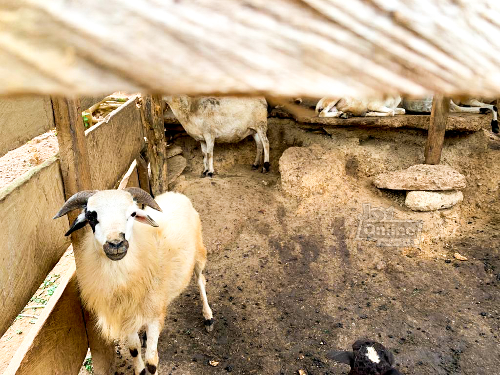 Kenneth Awotwe Darko: My village is GOAT-less so I went sheep-watching