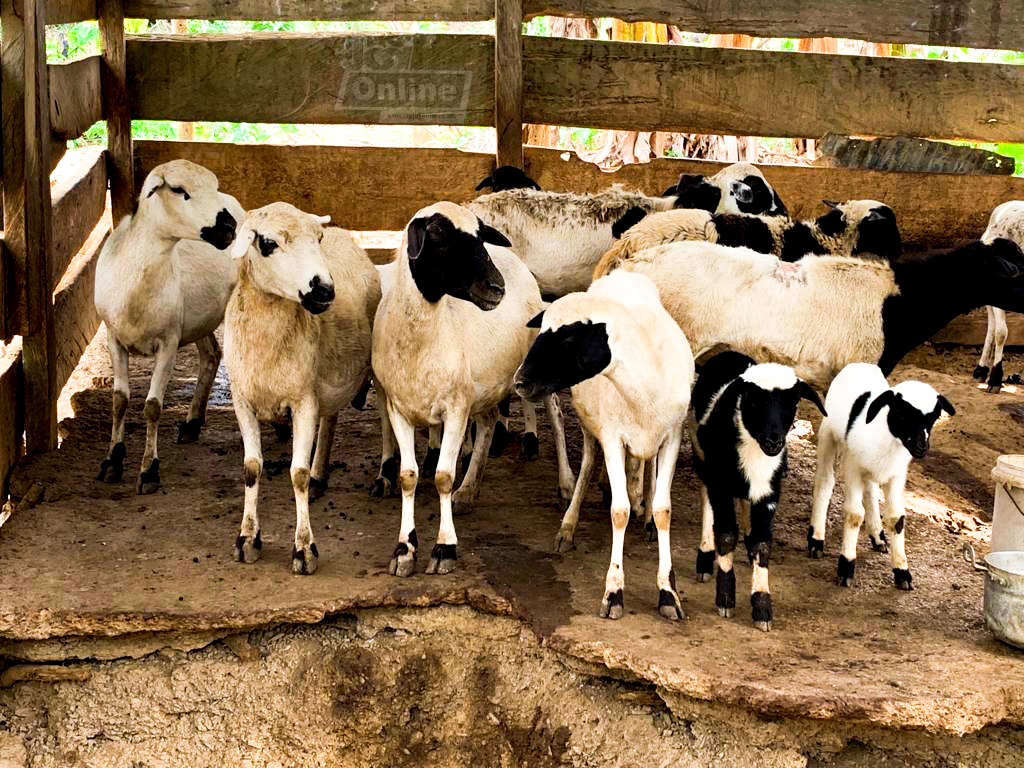 Kenneth Awotwe Darko: My village is GOAT-less so I went sheep-watching