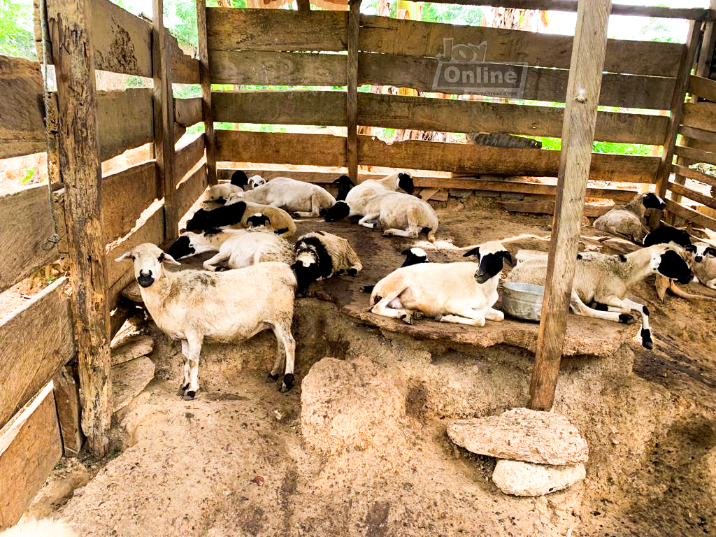 Kenneth Awotwe Darko: My village is GOAT-less so I went sheep-watching