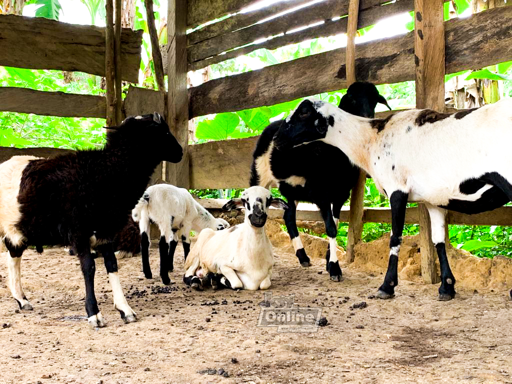 Kenneth Awotwe Darko: My village is GOAT-less so I went sheep-watching