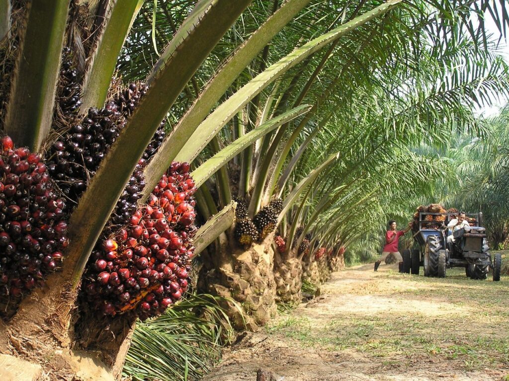 BOPP announces GH¢0.2420 per share for shareholders
