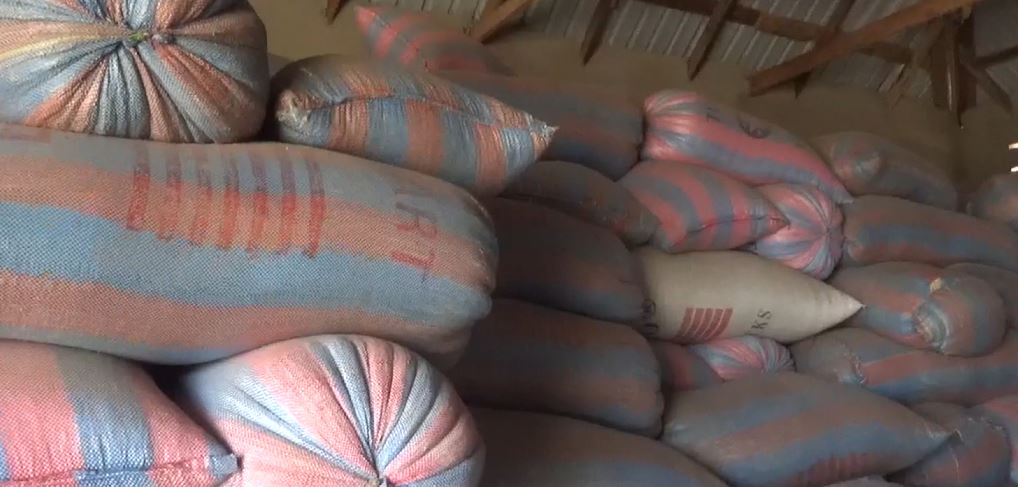 JoyNews exposé: Tonnes of soya exported illegally to Togo, other countries despite Agric Ministry ban JoyNews exposé: Tonnes of soya exported illegally to Togo, other countries despite Agric Ministry ban