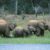 Scientific consensus calls for wildlife protection to be integrated into global climate change policy