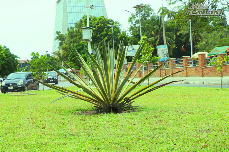 Photos: Green scenery in Accra to mark Green Ghana day