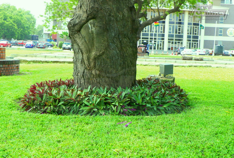 Photos: Green scenery in Accra to mark Green Ghana day