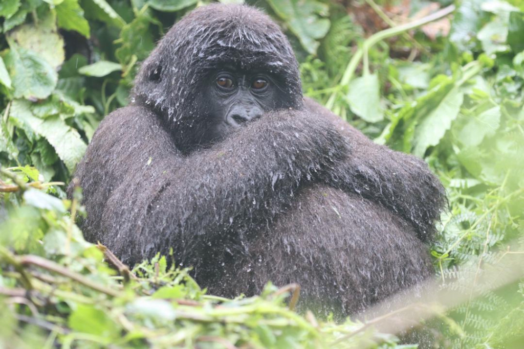 Rwanda's gorillas with unique names