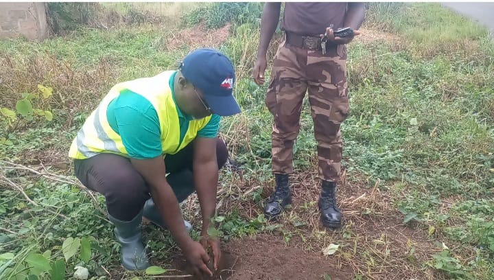 Green Ghana: Kpando Municipal Assembly plants over 6,000 trees