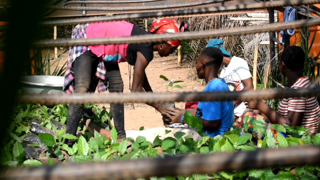 Green Ghana Project: Save Dayi Project nurses 1 million tree seedlings