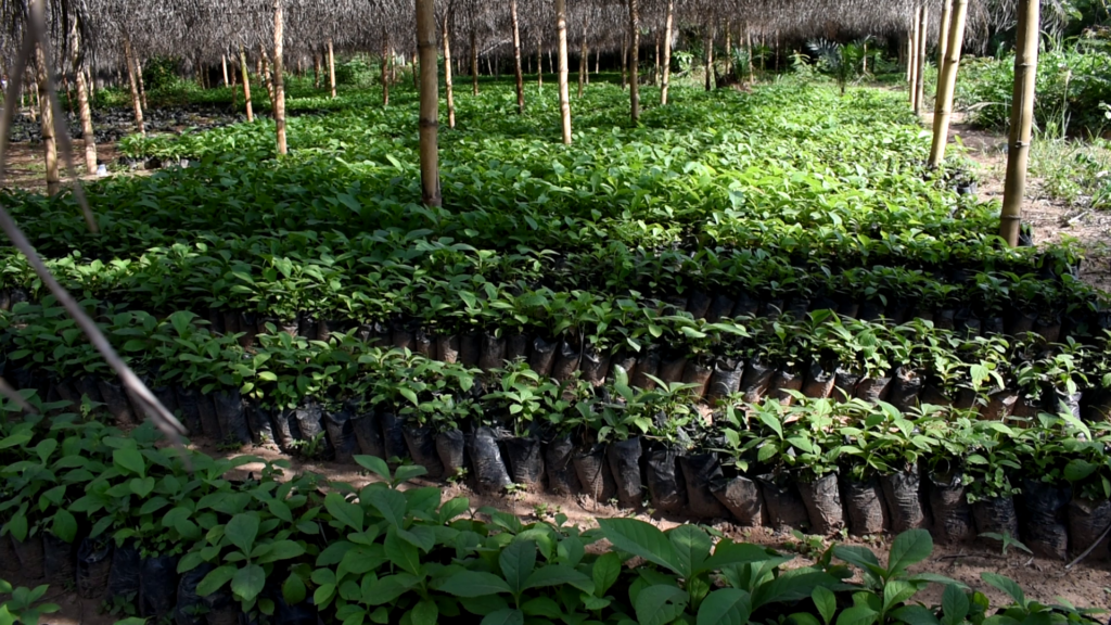 Green Ghana Project: Save Dayi Project nurses 1 million tree seedlings