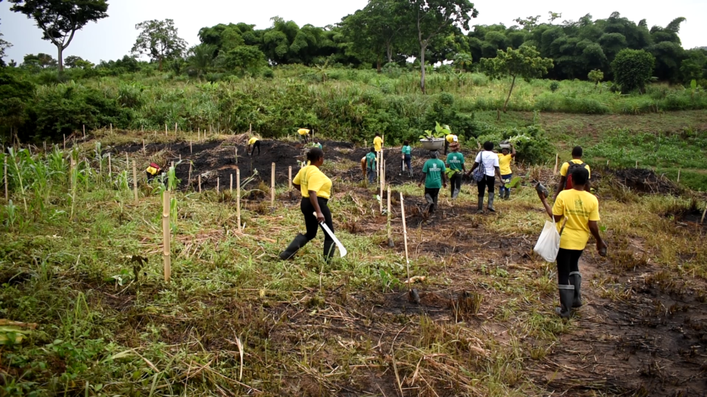 Green Ghana Project: Save Dayi Project to plant 300,000 tree seedlings