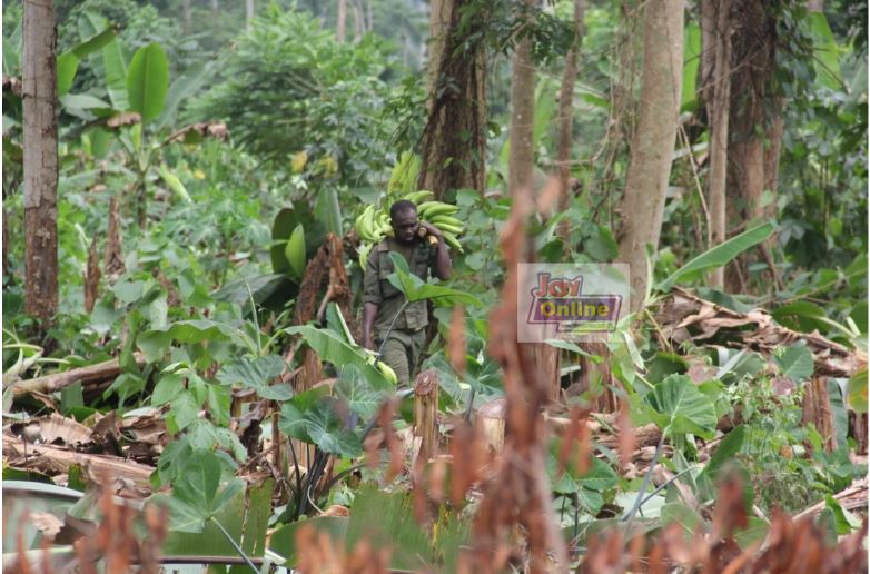 Juaboso Forest District goes hard on farmers failing to use Taungya system