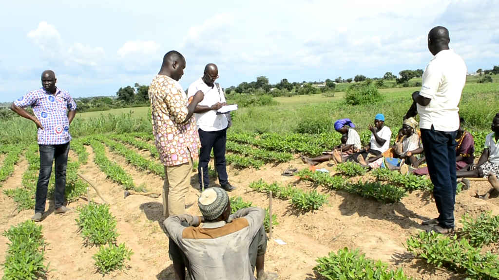 CSIR–PGRRI introduces farmer varieties of Bambara groundnuts for trials by farmers in Upper East