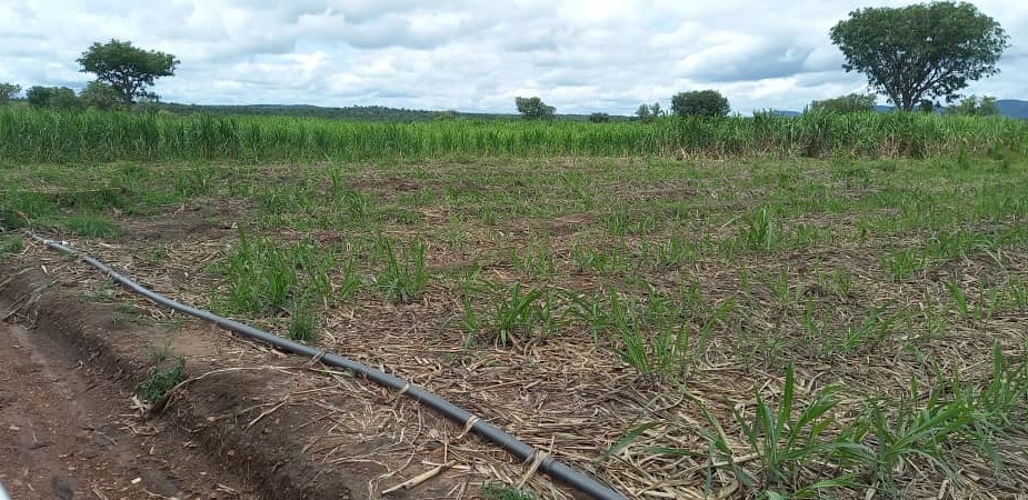 Bui Sugar Factory secures 16,000 hectares of land for sugarcane plantation 