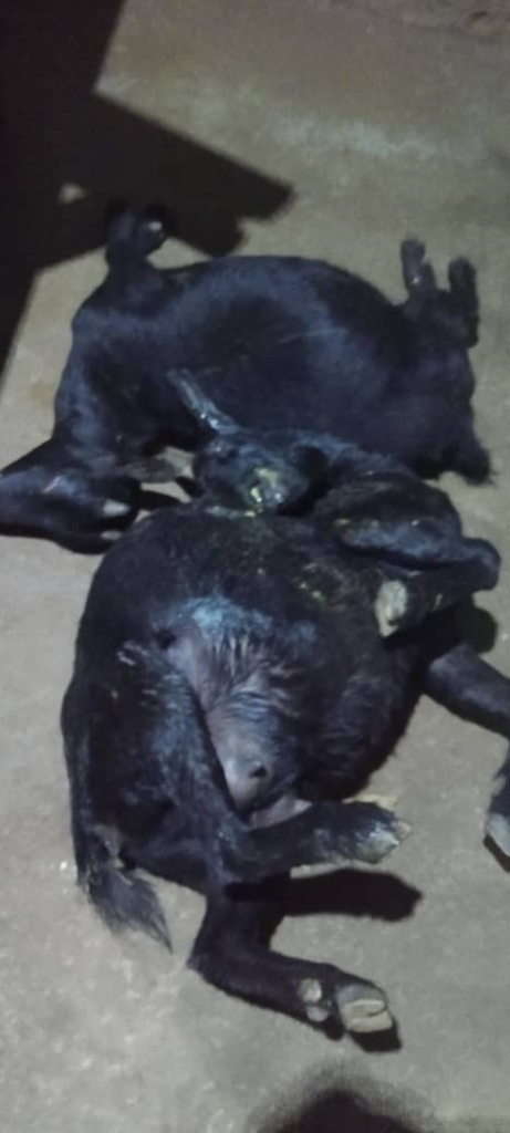Chop Bar Operator arrested over stolen pregnant goats at Nkurakan Chop Bar Operator arrested over stolen pregnant goats at Nkurakan