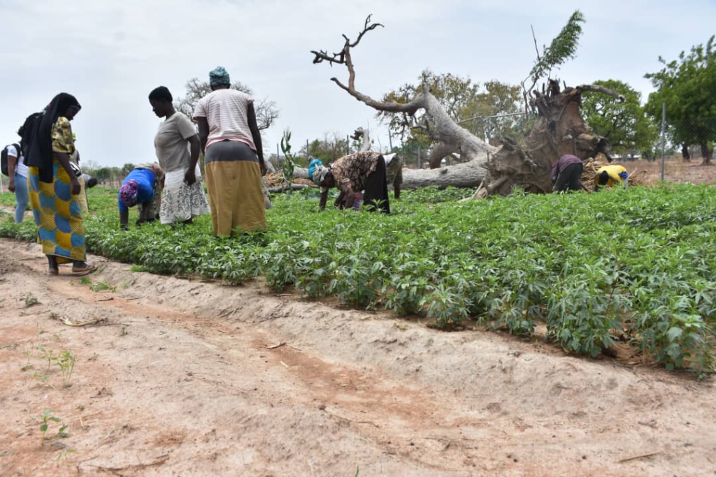 806 GASIP seedlings growers certified after 10-month intensive training 806 GASIP seedlings growers certified after 10-month intensive training