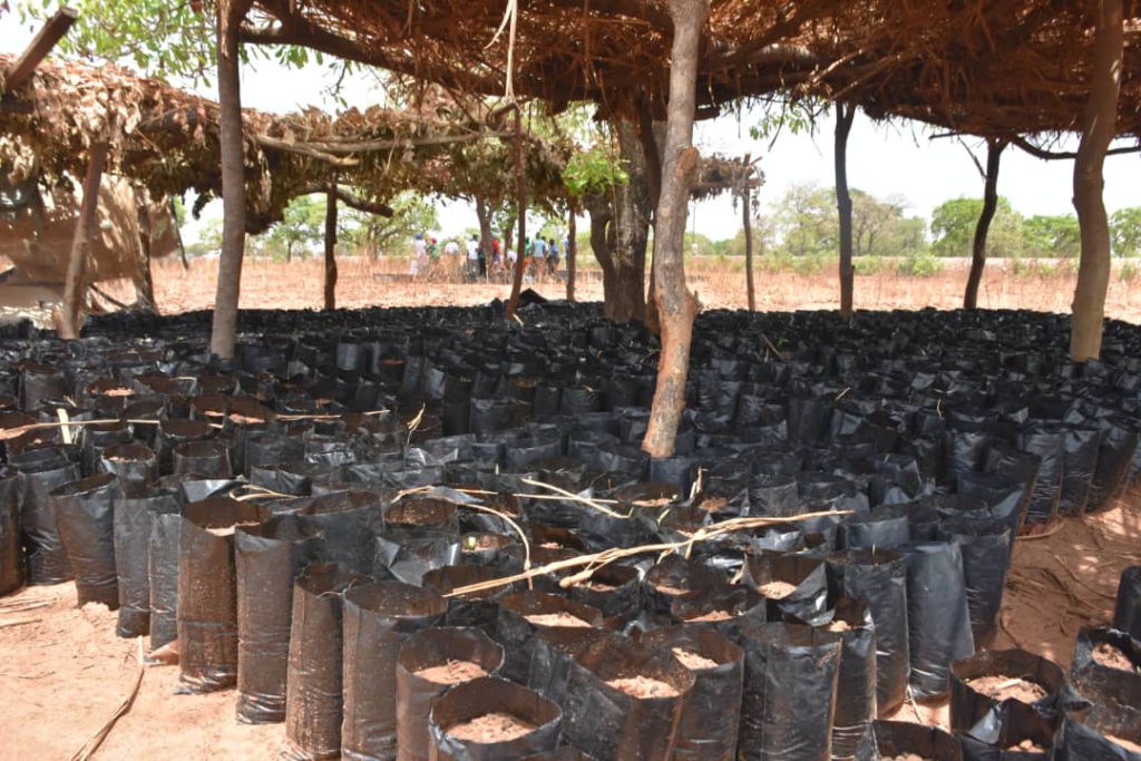 806 GASIP seedlings growers certified after 10-month intensive training 806 GASIP seedlings growers certified after 10-month intensive training