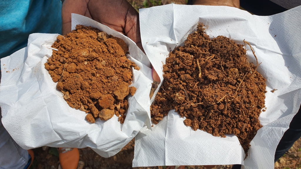 Reviving a poisoned earth: How a fungus is giving hope to Ghana’s contaminated soil