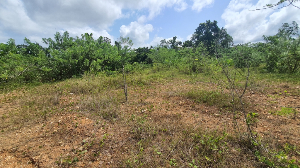 Reviving a poisoned earth: How a fungus is giving hope to Ghana’s contaminated soil