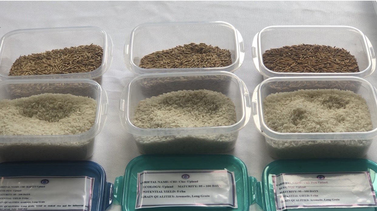 9 new rice varieties introduced by CRIKopia Ghana