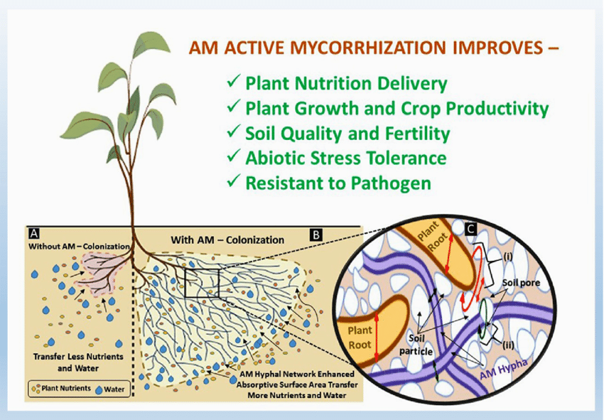 Reviving a poisoned earth: How a fungus is giving hope to Ghana’s contaminated soil