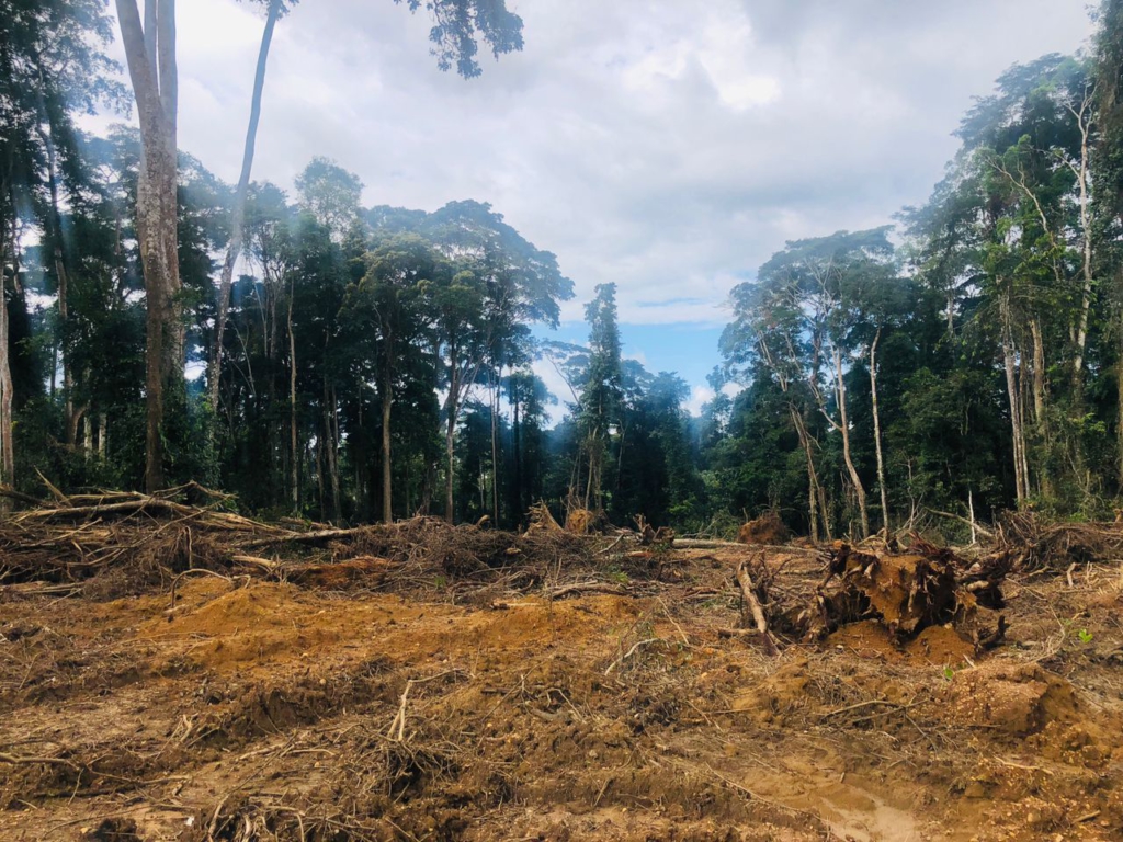 Tano Nimiri Forest Reserve: Site structures belonging to Wontumi's mining company destroyed