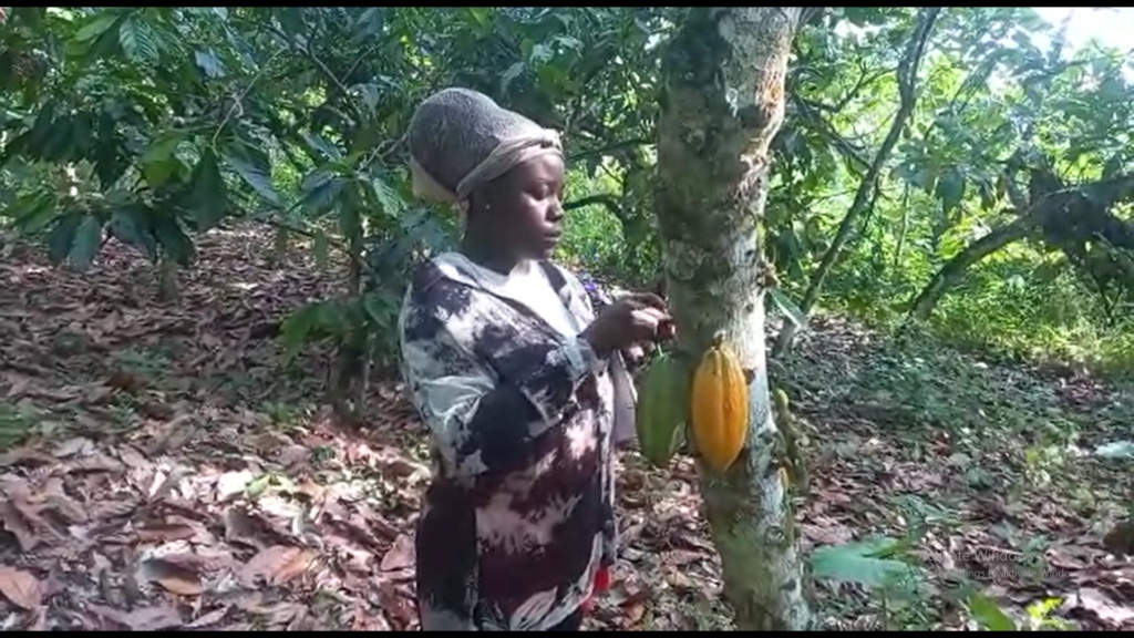 How illegal mining, climate change rob cocoa farmers of arable land in Ghana