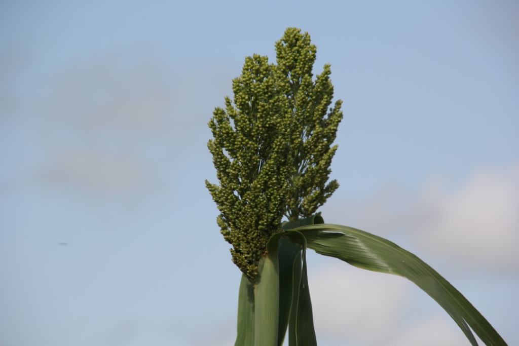 Ghanaian farmers embrace 'lost crops' to adapt to climate change