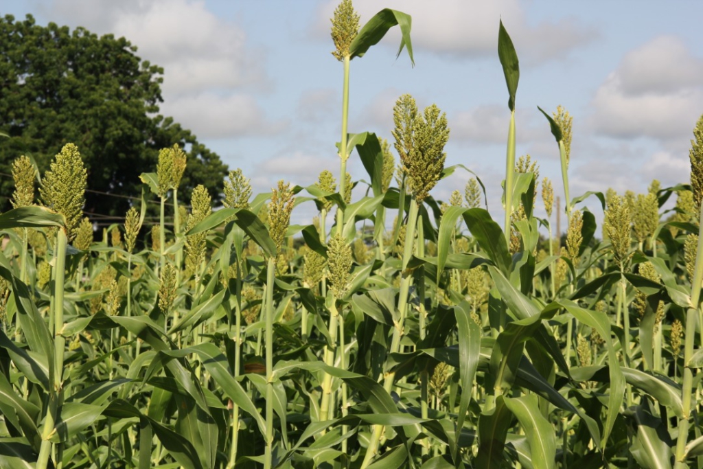 Ghanaian farmers embrace 'lost crops' to adapt to climate change