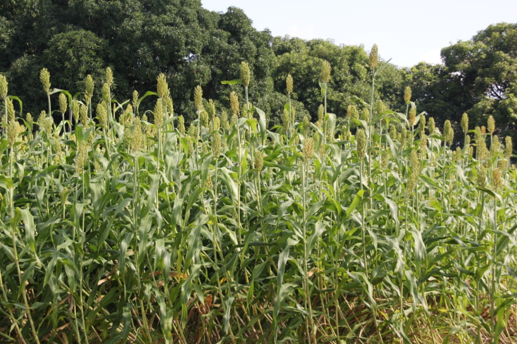 Ghanaian farmers embrace 'lost crops' to adapt to climate change