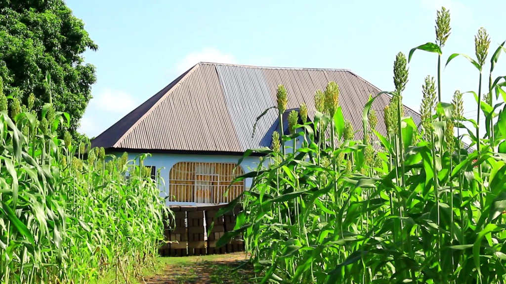 Ghanaian farmers embrace 'lost crops' to adapt to climate change