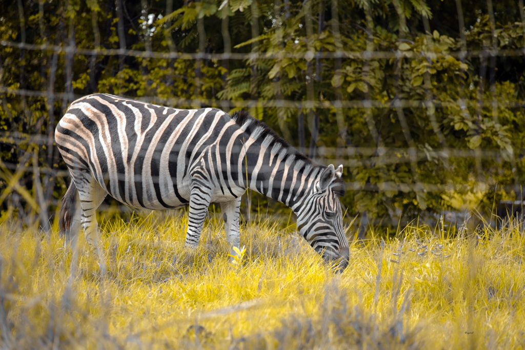 Forever frozen images of stunning wildlife at Shai Hills Resort