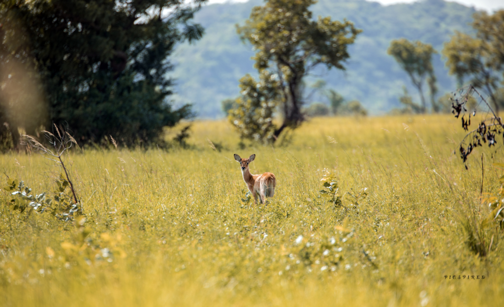 Forever frozen images of stunning wildlife at Shai Hills Resort