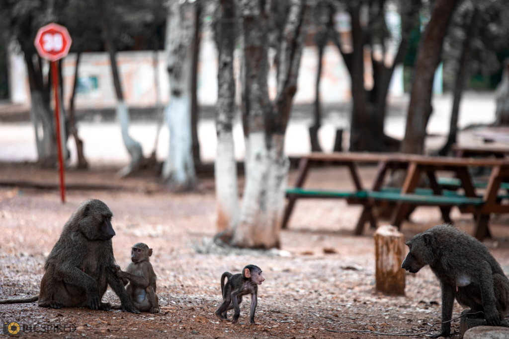 Forever frozen images of stunning wildlife at Shai Hills Resort