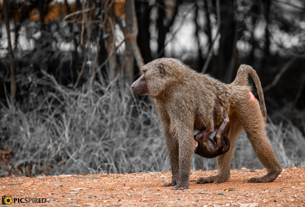 Forever frozen images of stunning wildlife at Shai Hills Resort