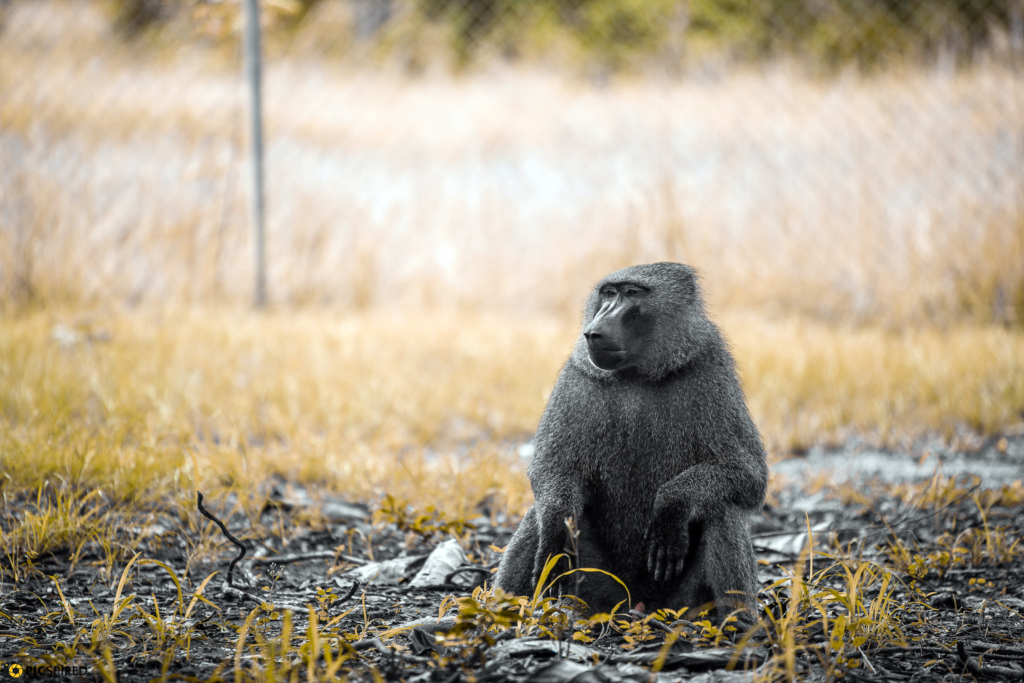 Forever frozen images of stunning wildlife at Shai Hills Resort