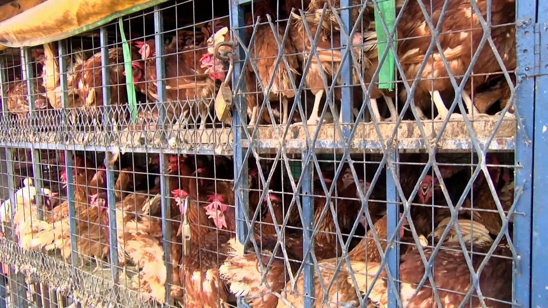 Price of chicken now ¢70 Poultry farmers