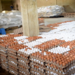 Poultry farmers blame Chinese expansion for severe egg glut, warn of industry collapse