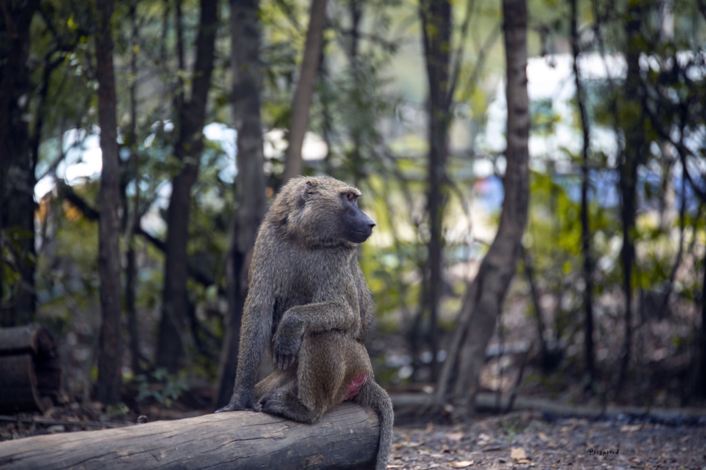 Forever frozen images of stunning wildlife at Shai Hills Resort